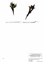 藏品(Pilayella littoralis (Linnaeus) Kjellman)的圖片